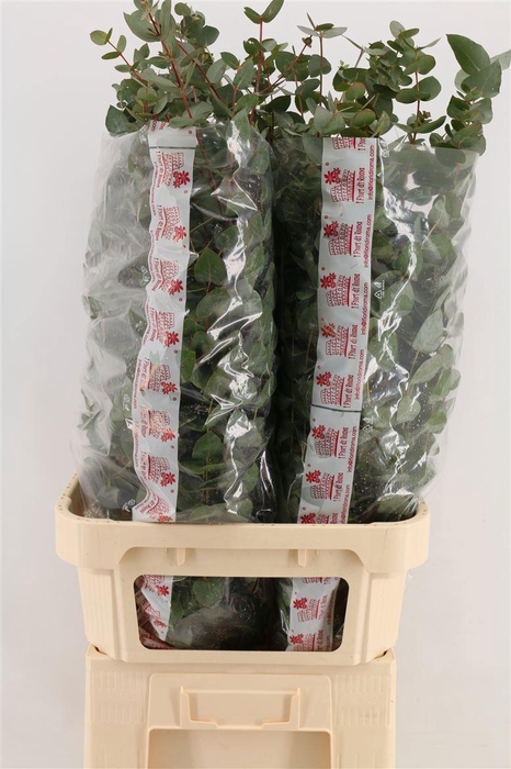 <h4>EUCA CINEREA</h4>