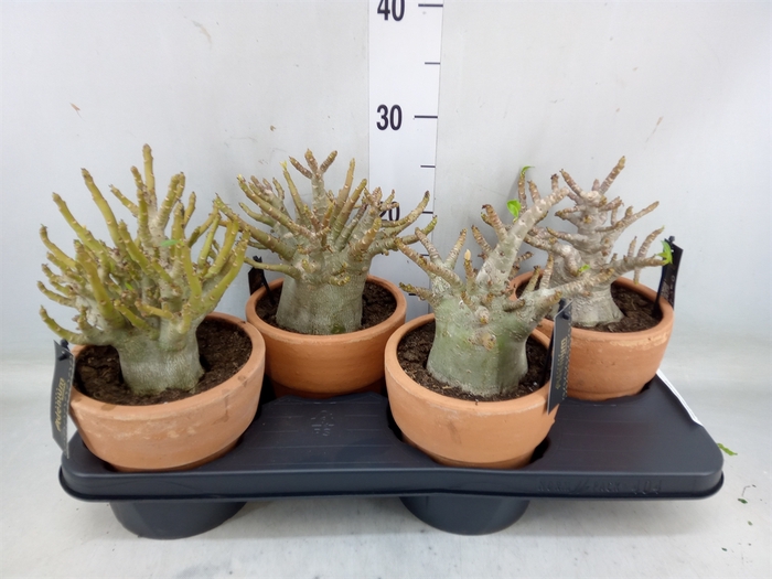 <h4>Adenium NB 'Ansu Baobab'</h4>