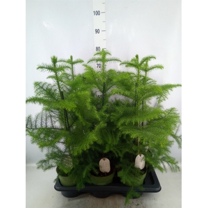 Araucaria heterophylla