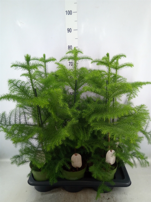 <h4>Araucaria heterophylla</h4>