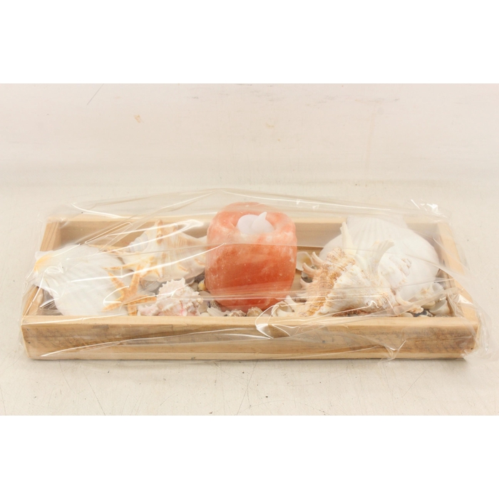 <h4>Arr3 Ad - Shell Tray Nautila 250/1</h4>