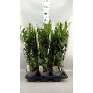 Philodendron bipinn. 'Little Hope'