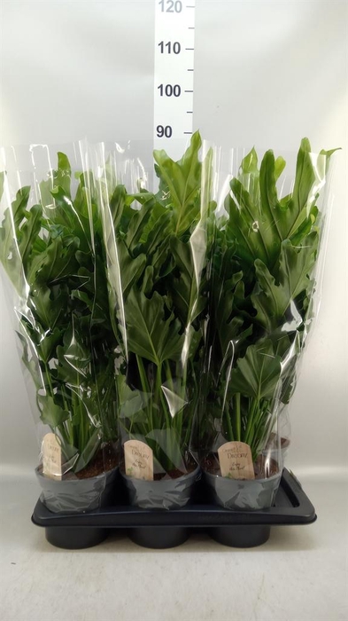 <h4>Philodendron bipinn. 'Little Hope'</h4>