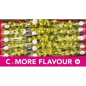 Mini cymbidium 'Evergreen' 50 cm