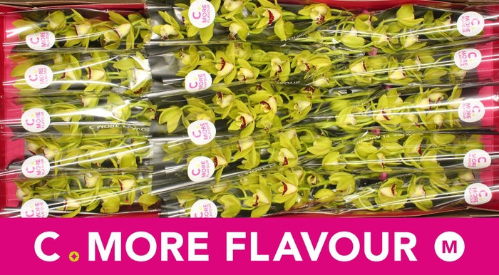 <h4>Mini cymbidium 'Evergreen' 50 cm</h4>