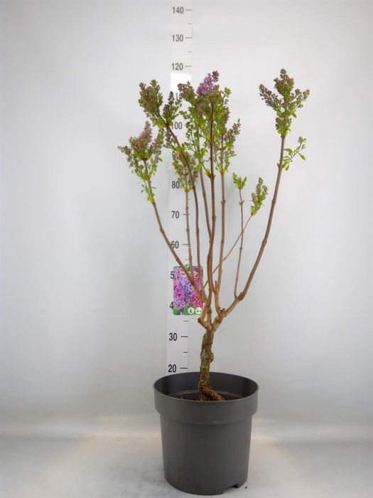 <h4>Syringa vulg.</h4>