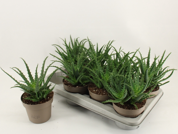 <h4>ALOE ARBORESCENS</h4>