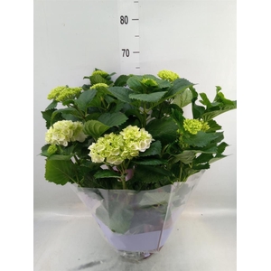 Hydrangea mac. 'Crystal Palace'