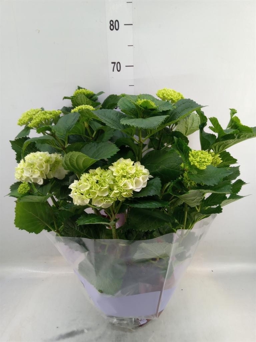 <h4>Hydrangea mac. 'Crystal Palace'</h4>
