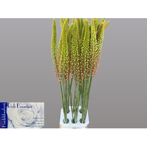 EREMURUS ORANGE PRIN