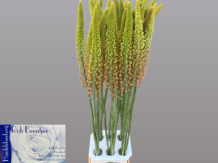 <h4>EREMURUS ORANGE PRIN</h4>