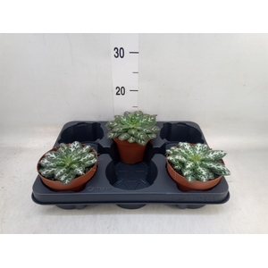 Planten   ...green L%