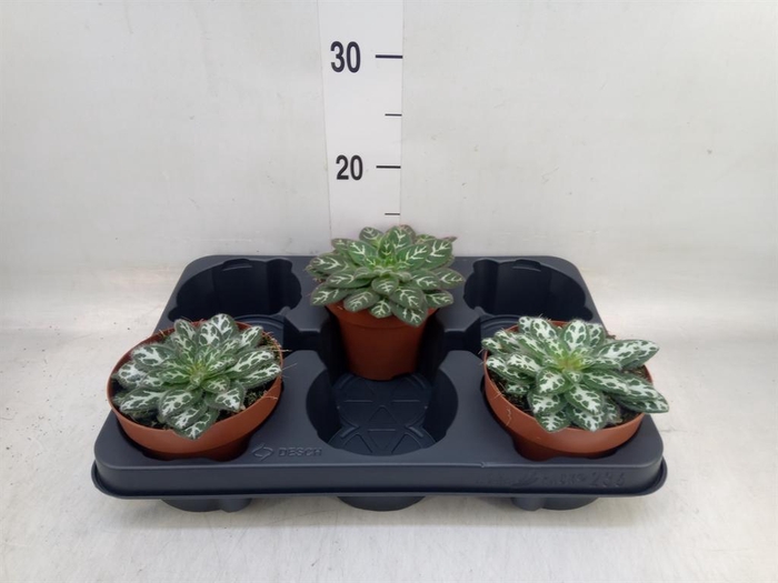 <h4>Planten   ...green L%</h4>