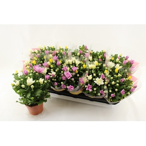CHRYS GEM IN POT