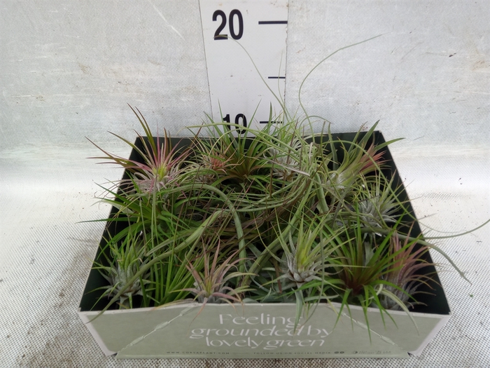 <h4>Tillandsia</h4>