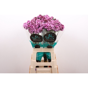 Scabiosa Saura Marginpar