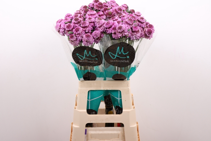 <h4>Scabiosa Saura Marginpar</h4>