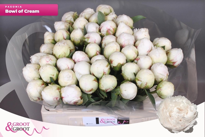 <h4>PAEO L BOWL OF CREAM</h4>