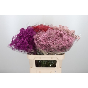 Gypsophila Kleurbehandeld