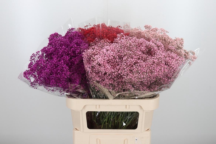 <h4>Gypsophila Kleurbehandeld</h4>