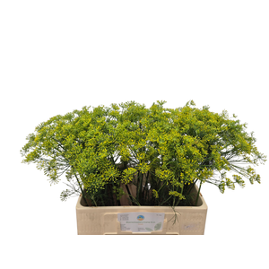 Anethum Graveolens Kramer