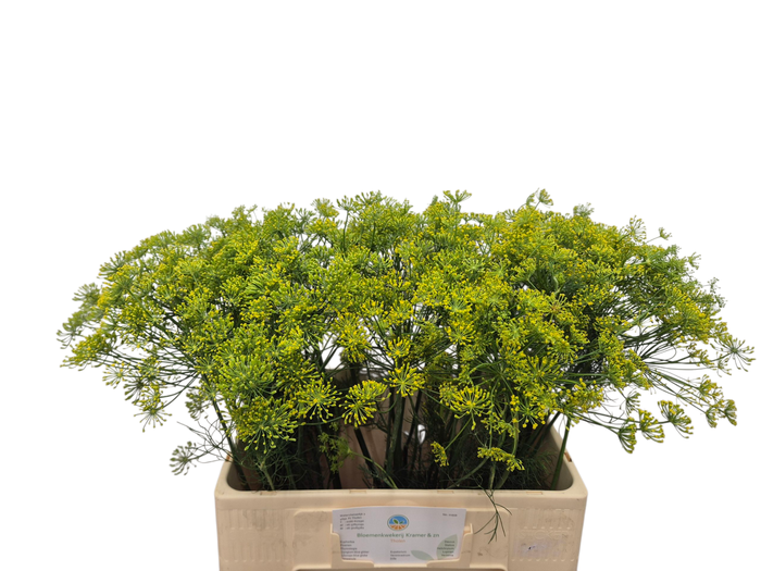 <h4>Anethum Graveolens Kramer</h4>