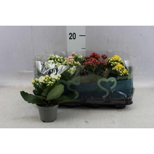 Kalanchoe blos.   ..rosebud