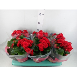 Begonia elat. DU 'Baladin'