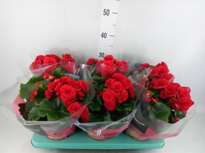 <h4>Begonia elat. DU 'Baladin'</h4>