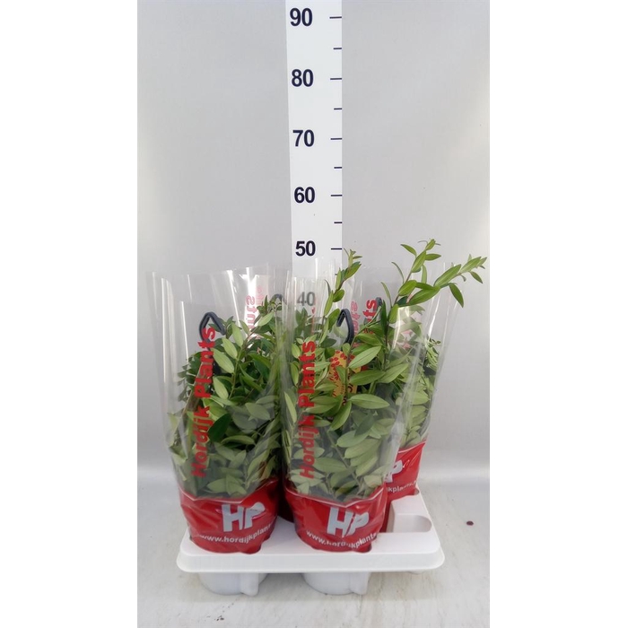 <h4>Aeschynanthus  'Caro Improved'</h4>