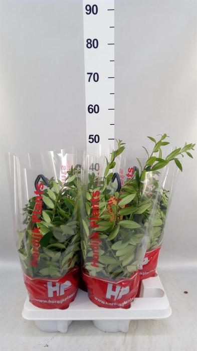 Aeschynanthus  'Caro Improved'