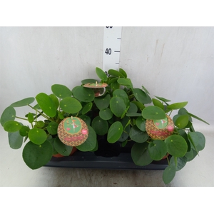 Pilea peperomoides