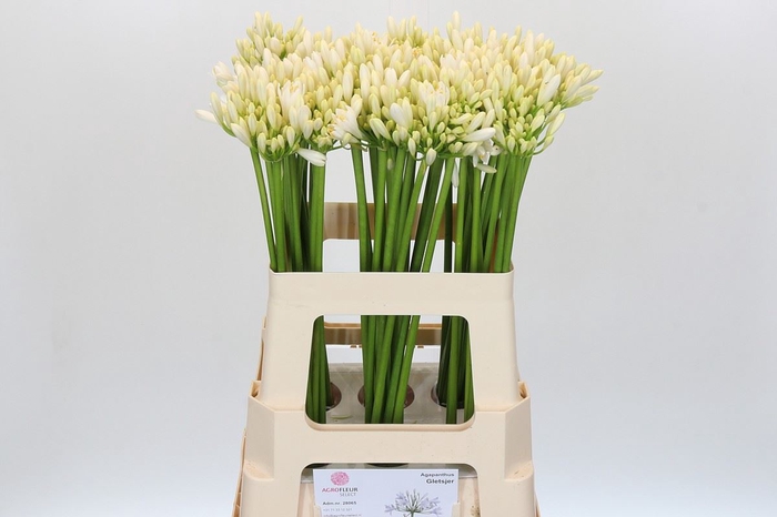 Agapanthus  'Gletsjer'