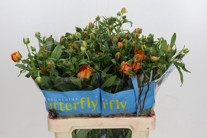 Ranunculus Butterfly Galathea
