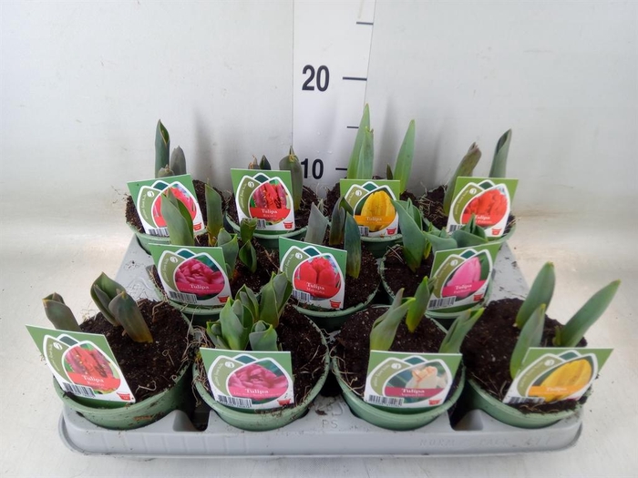 <h4>Tulipa   ...</h4>