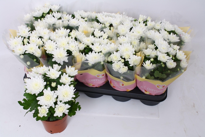 <h4>CHRYS BRAVE</h4>