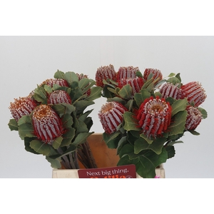 BANKSIA COCCINEA