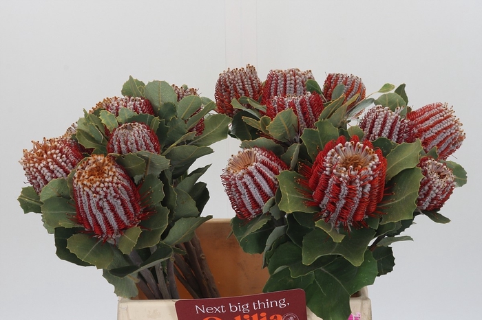 <h4>BANKSIA COCCINEA</h4>