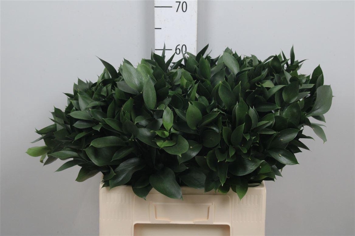<h4>Ruscus Hypophyllum</h4>