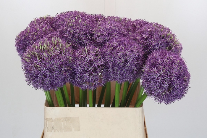 Allium Pinball Wizard