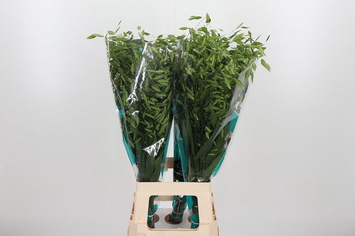 <h4>Chasm Latifol Mantis</h4>