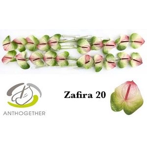 Anth A Zafira 9 cm X20 Bouman