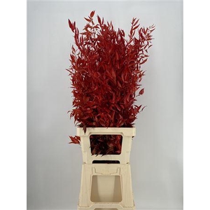 Dr Danae Racem Stab Red