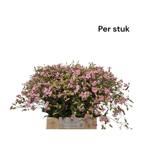 SAPONARIA OV