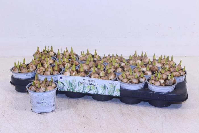 <h4>MUSCAR WHITE MAGIC</h4>