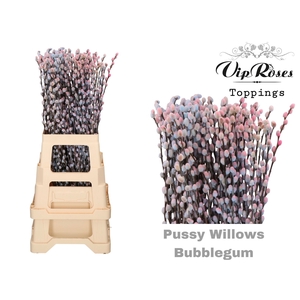 SALIX PUSSY WILLOW BUBBELGUM