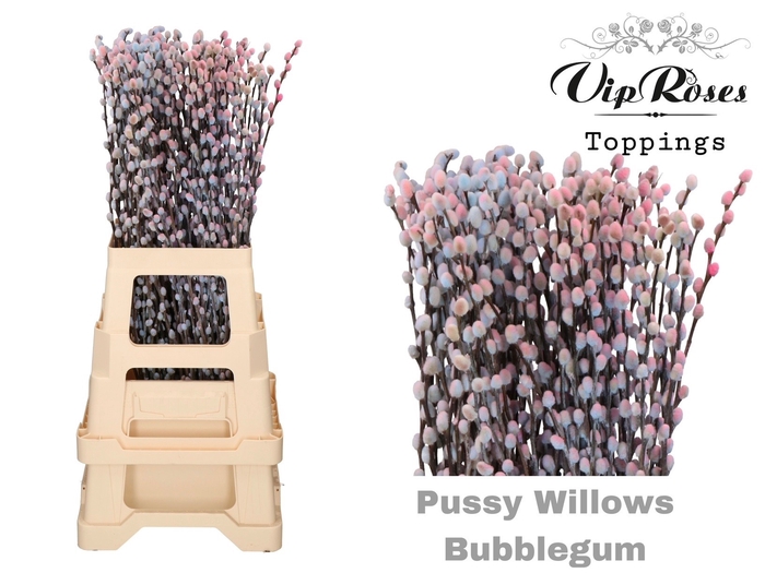 <h4>SALIX PUSSY WILLOW BUBBELGUM</h4>