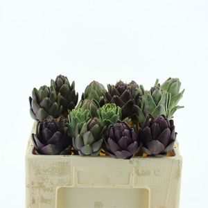 Cynara Scolymus Middle