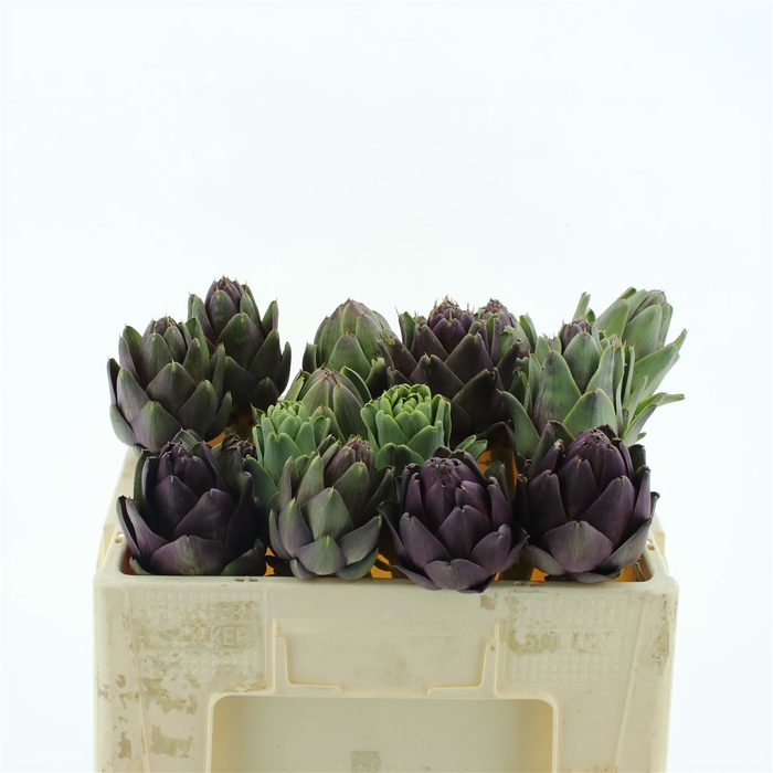 <h4>Cynara Scolymus Middle</h4>