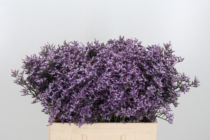 <h4>Limon Safora Lilac</h4>